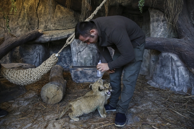 Türkiye'nin ilk aslan parkı ziyaretçilerini bekliyor